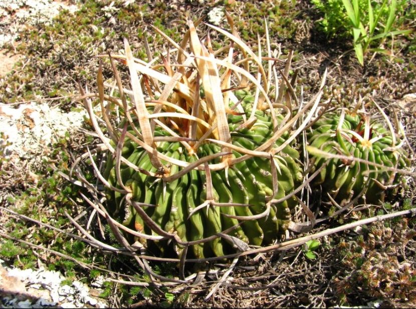  - Stenocactus Pentacanthus