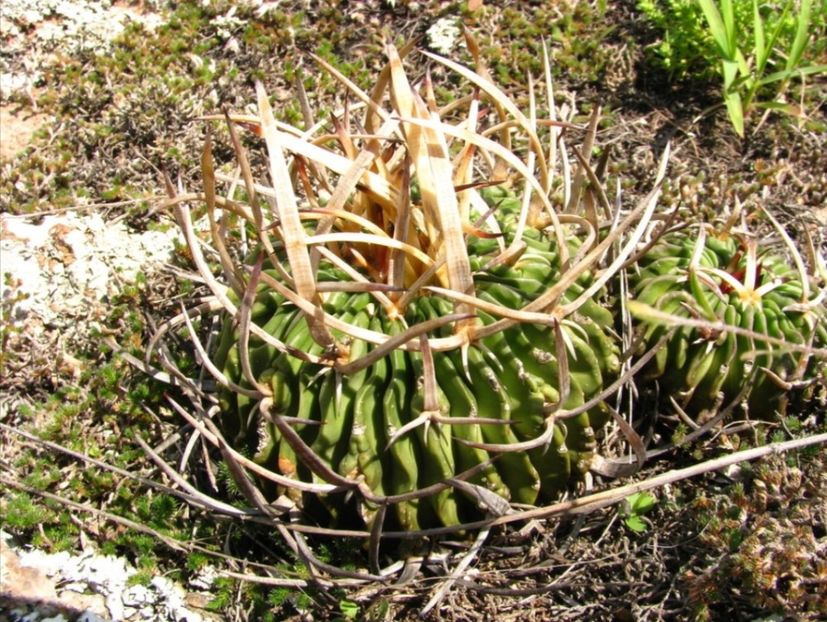  - Stenocactus Pentacanthus