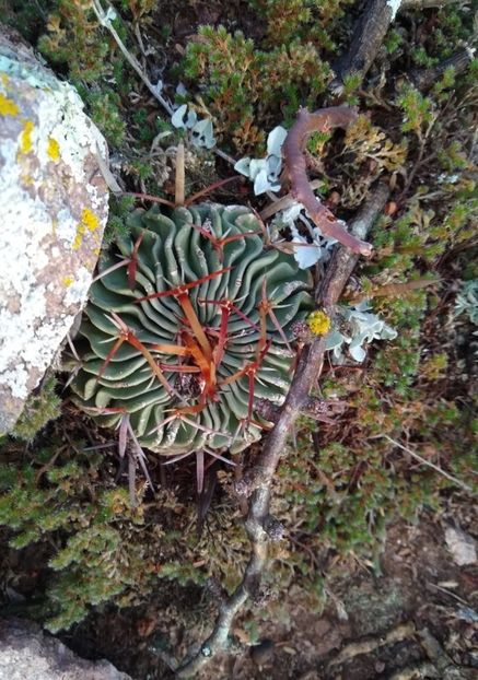  - Stenocactus Pentacanthus