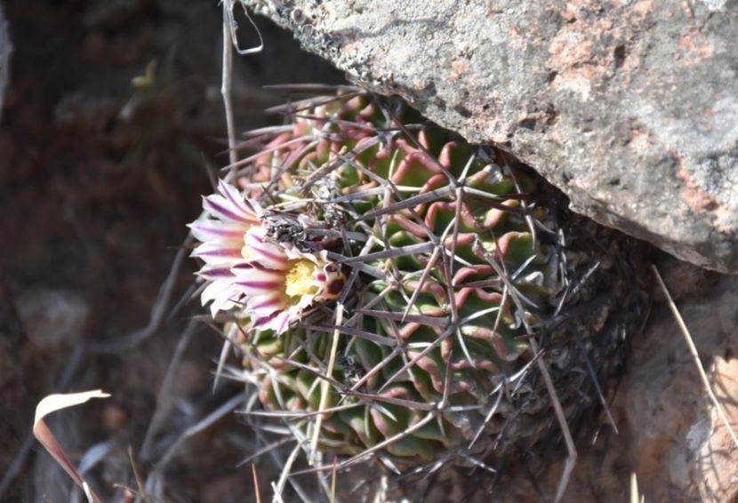  - Stenocactus Pentacanthus