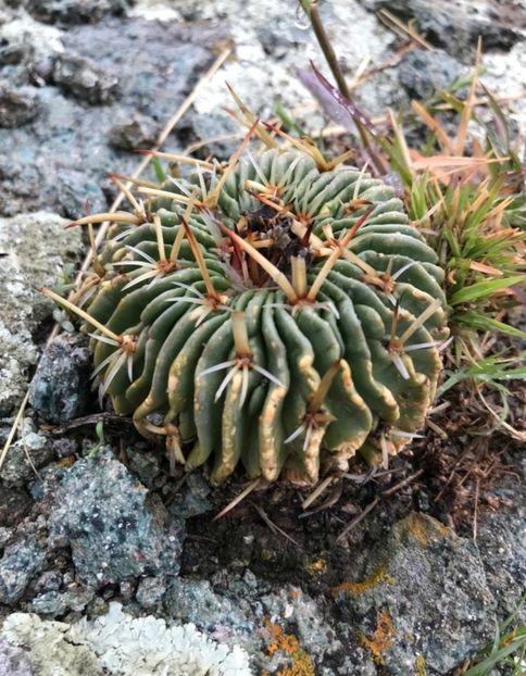  - Stenocactus Pentacanthus