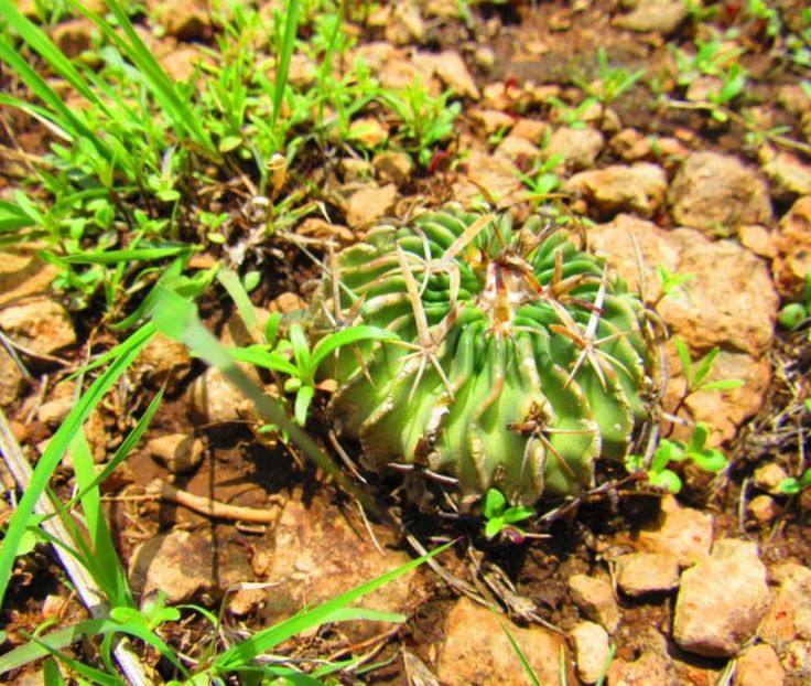  - Stenocactus Pentacanthus