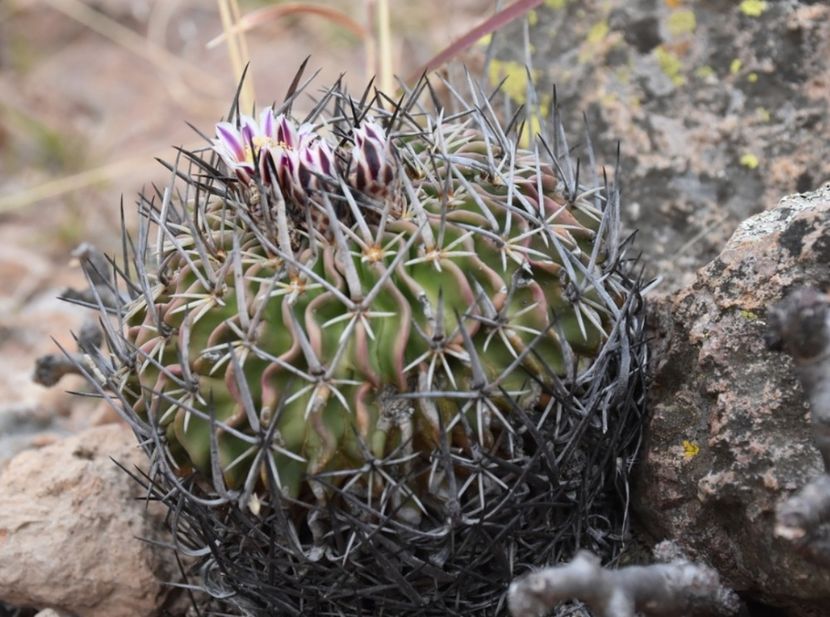  - Stenocactus Pentacanthus
