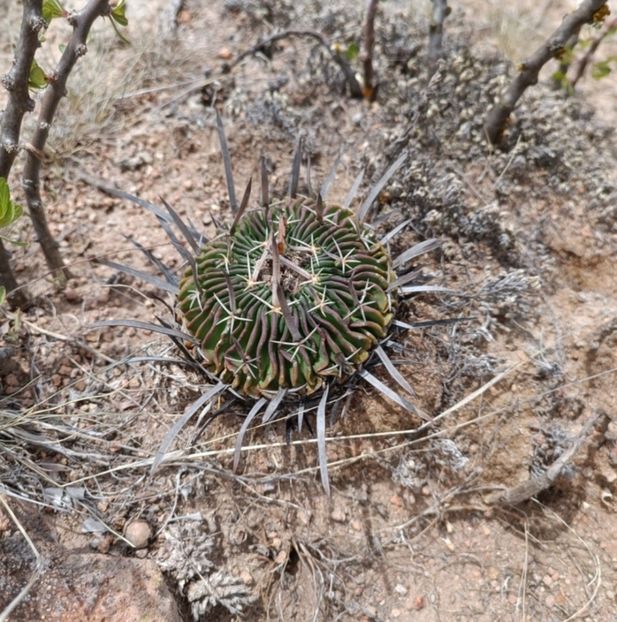  - Stenocactus Pentacanthus