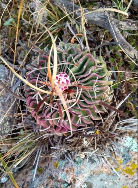 - Stenocactus Pentacanthus