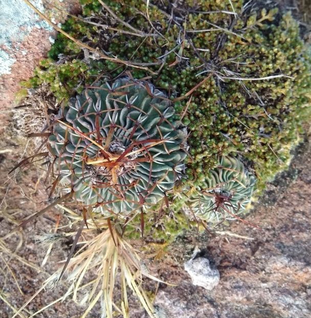  - Stenocactus Pentacanthus