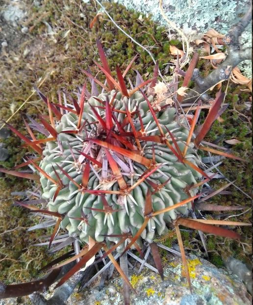  - Stenocactus Pentacanthus