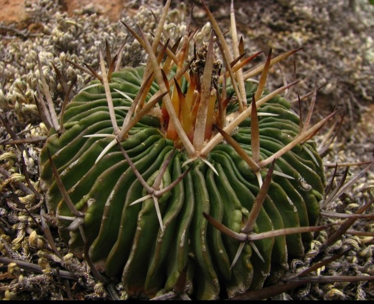  - Stenocactus Pentacanthus