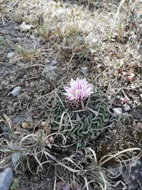  - Stenocactus Pentacanthus