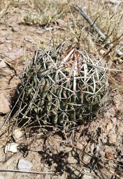  - Stenocactus Pentacanthus