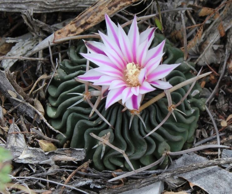  - Stenocactus Pentacanthus