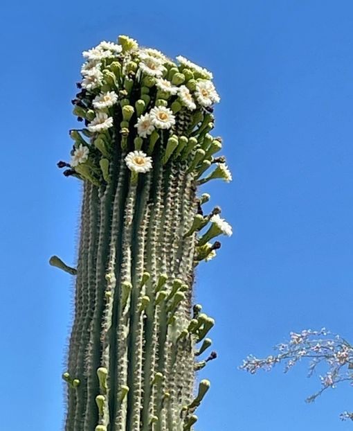  - Carnegiea Gigantea