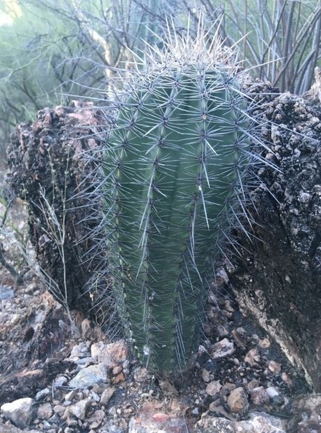  - Carnegiea Gigantea