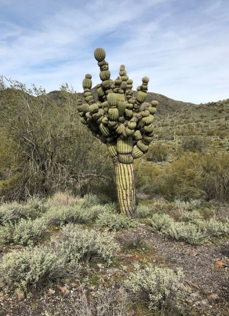  - Carnegiea Gigantea