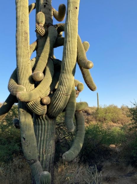  - Carnegiea Gigantea