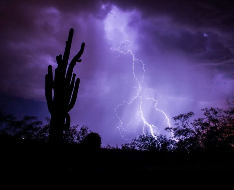  - Carnegiea Gigantea