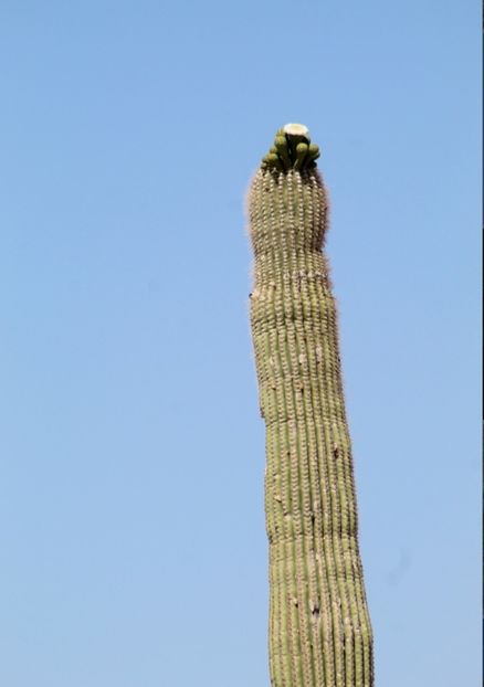  - Carnegiea Gigantea