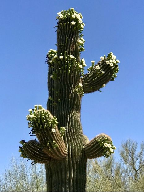  - Carnegiea Gigantea