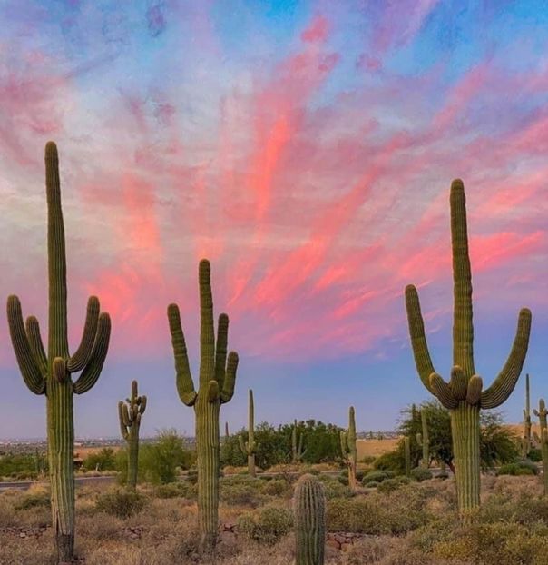  - Carnegiea Gigantea