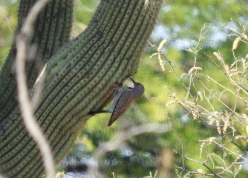  - Carnegiea Gigantea