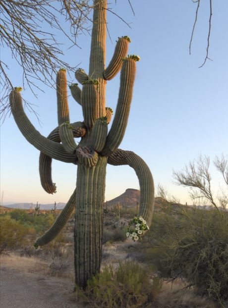  - Carnegiea Gigantea