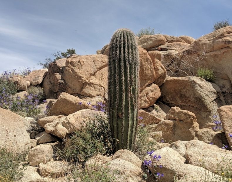  - Carnegiea Gigantea