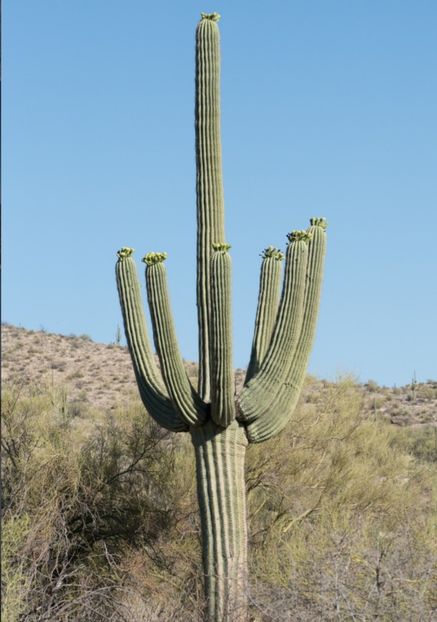  - Carnegiea Gigantea