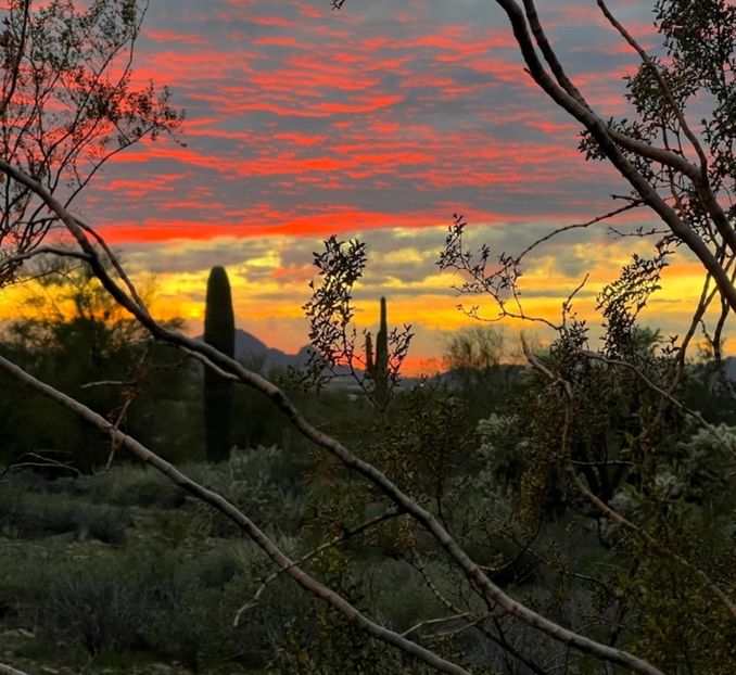  - Carnegiea Gigantea