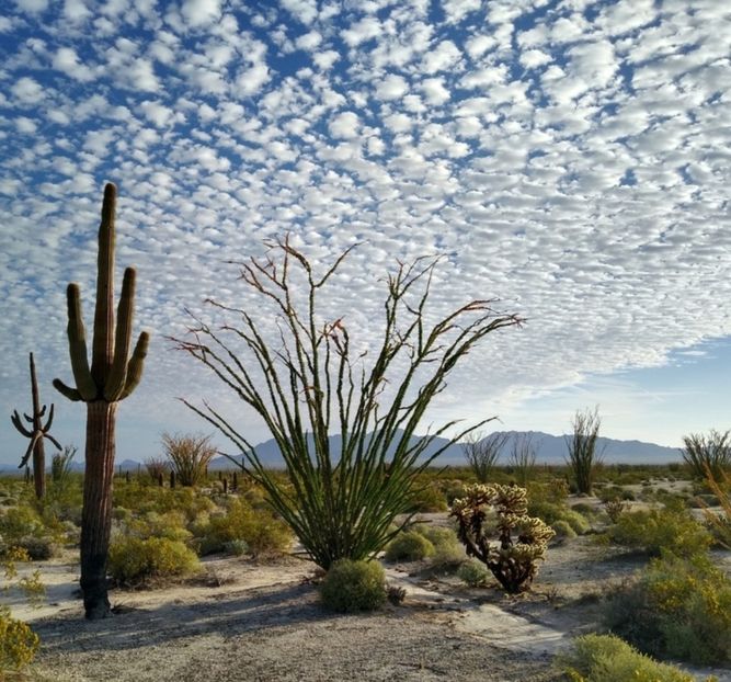  - Carnegiea Gigantea