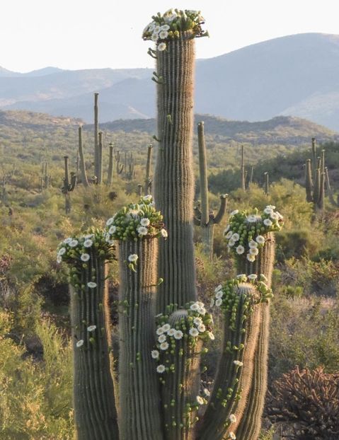  - Carnegiea Gigantea