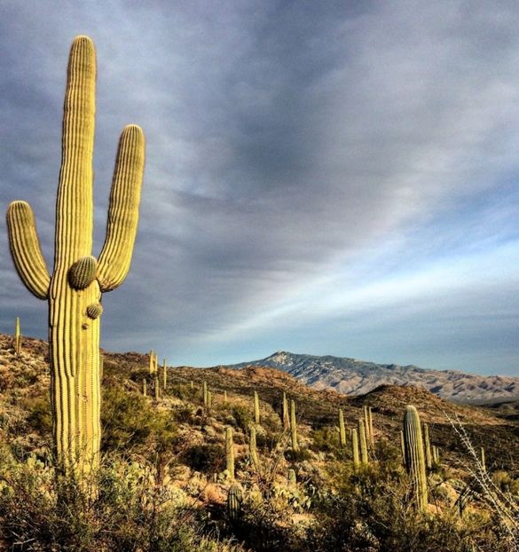  - Carnegiea Gigantea