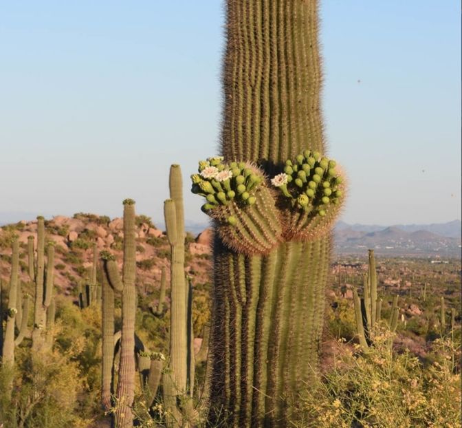  - Carnegiea Gigantea