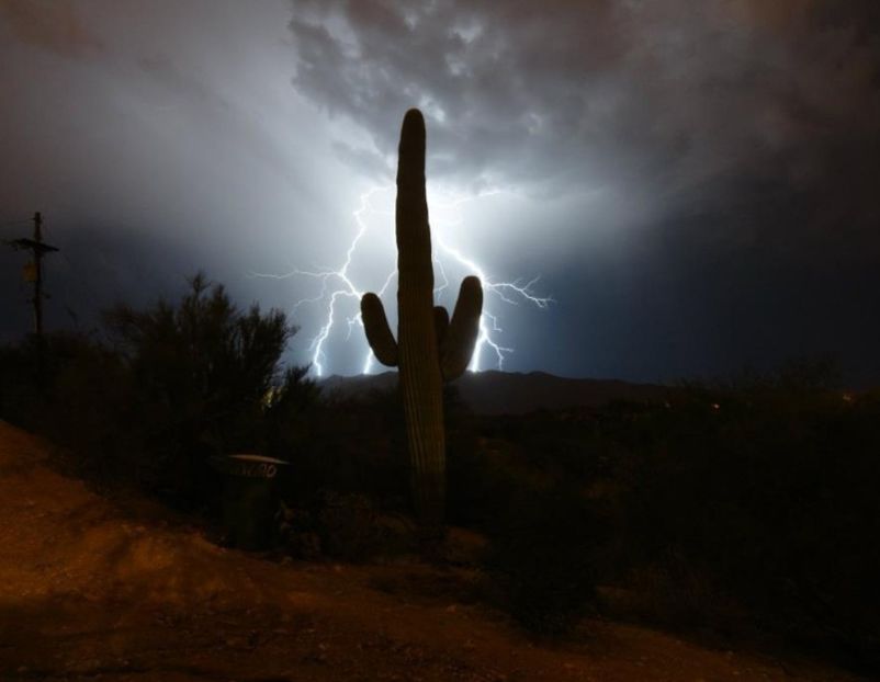  - Carnegiea Gigantea