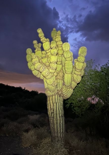  - Carnegiea Gigantea