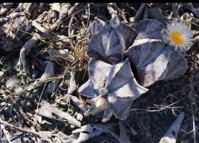  - Astrophytum Myrostigma
