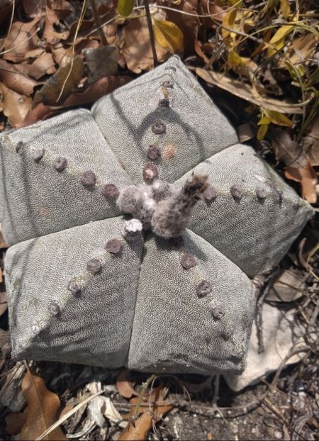  - Astrophytum Myrostigma