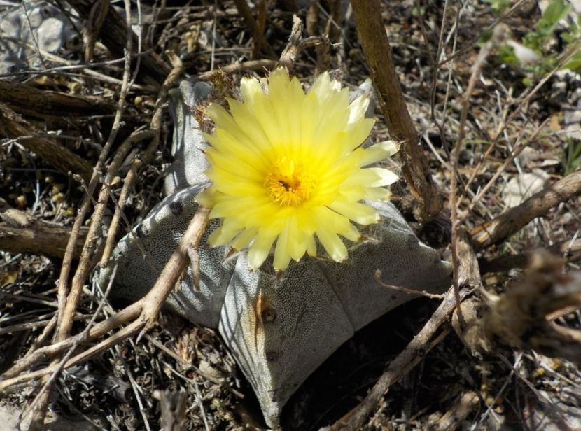  - Astrophytum Myrostigma