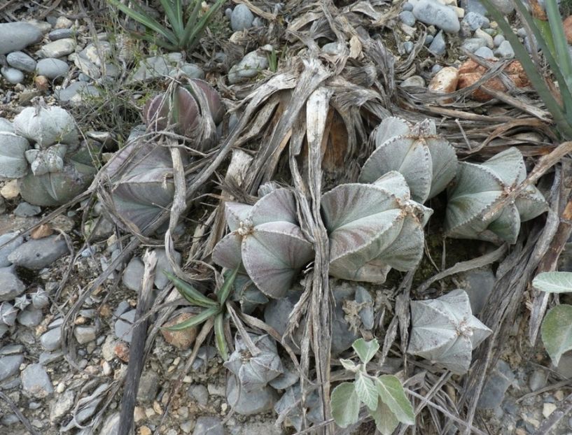  - Astrophytum Myrostigma