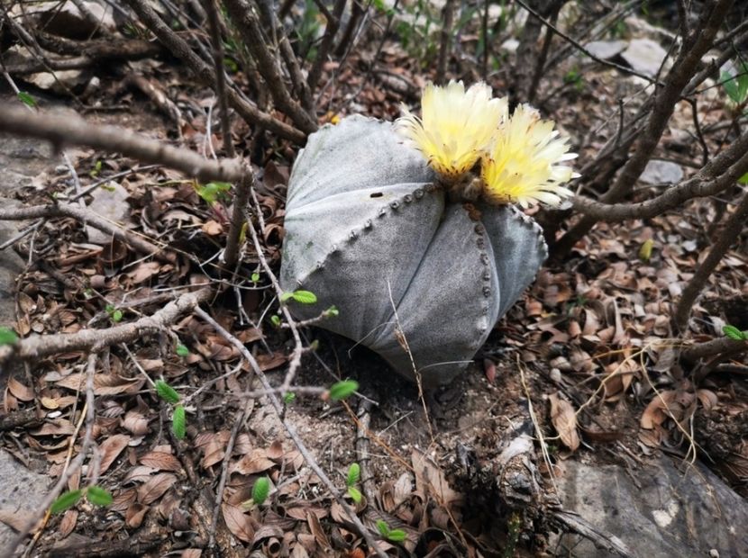  - Astrophytum Myrostigma
