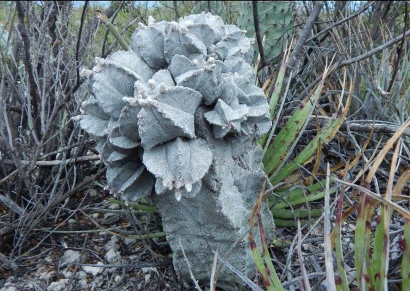  - Astrophytum Myrostigma