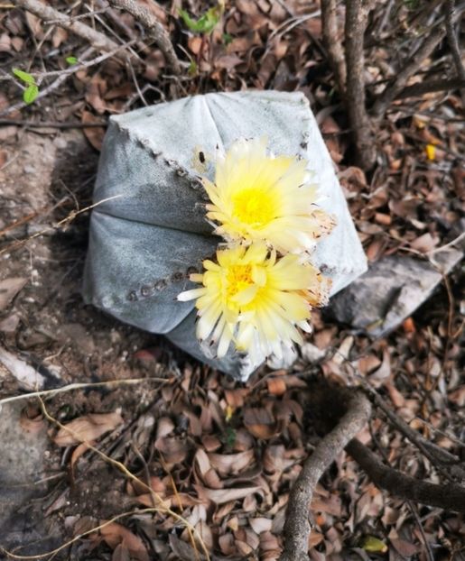  - Astrophytum Myrostigma