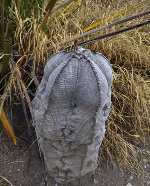  - Astrophytum Myrostigma