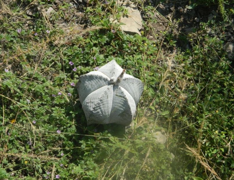  - Astrophytum Myrostigma