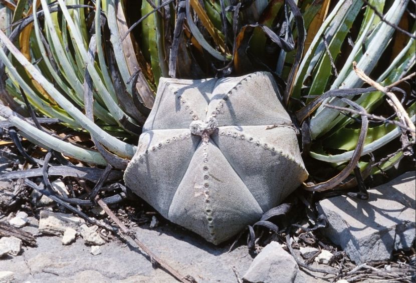  - Astrophytum Myrostigma