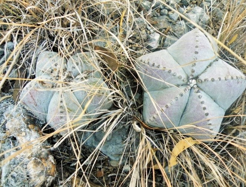  - Astrophytum Myrostigma