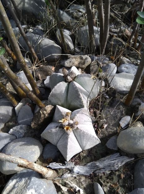  - Astrophytum Myrostigma