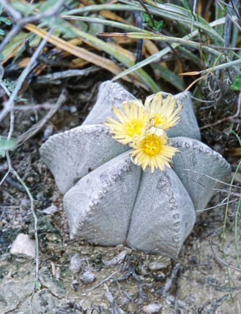  - Astrophytum Myrostigma