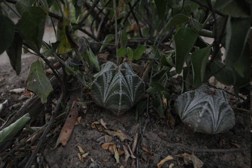  - Astrophytum Myrostigma