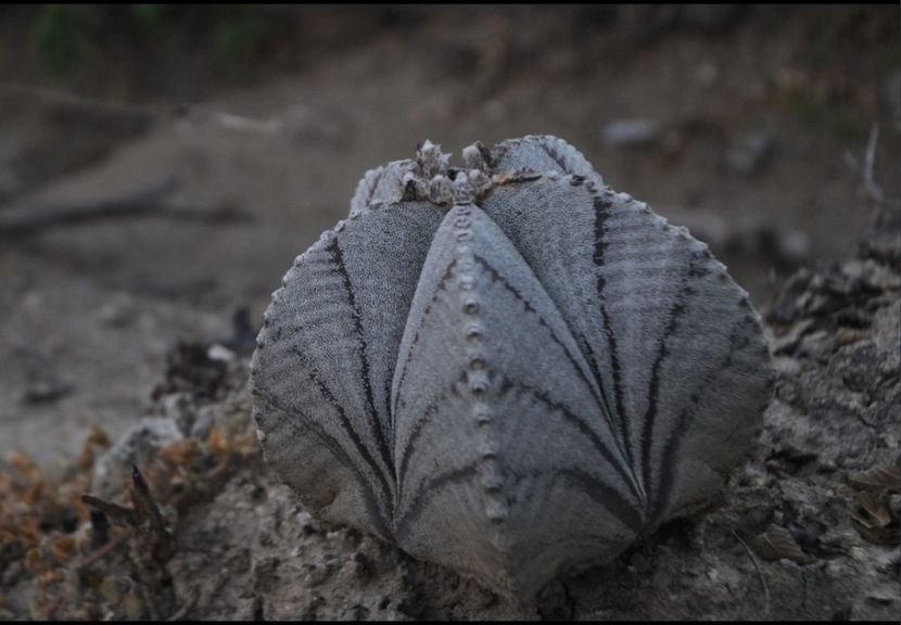  - Astrophytum Myrostigma