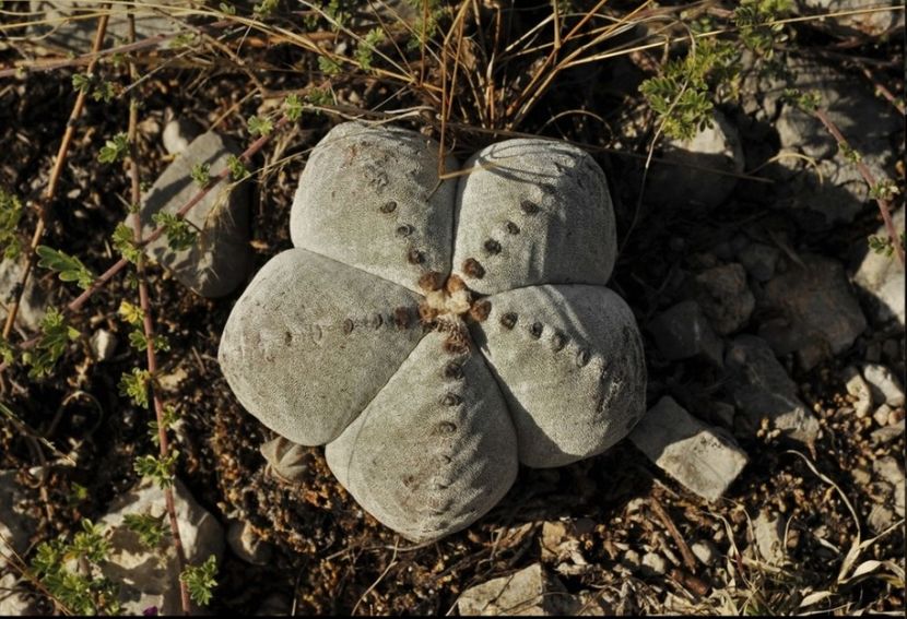  - Astrophytum Myrostigma